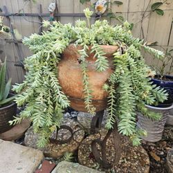 🌿 Large Donkey Tail Succulent (2ft x 2ft) – Mature & Full 🌿