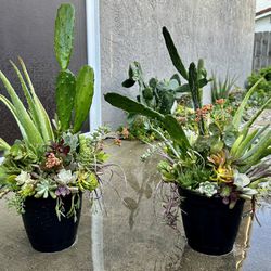Two Succulent & Cacti Plant Arrangements -$20 Each