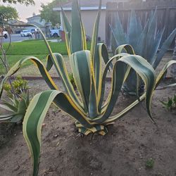 Aloe Agave Succulent 🤷‍♂️