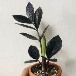 Raven ZZ Plant Rare