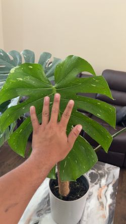 Monstera Thai