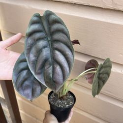 4” Alocasia Cuprea 