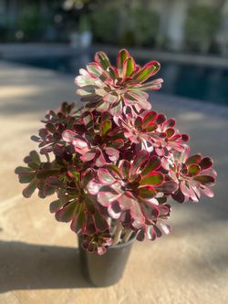 Large Chanel Aeonium - $70
