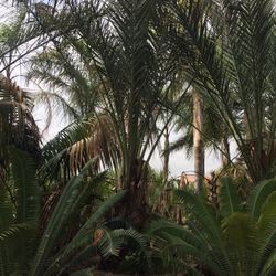 Palm Trees