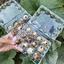 Organic Quail Eggs