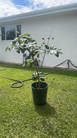 Kohala longan airlayer ( fruiting)
