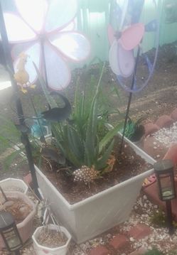 Olavera plant