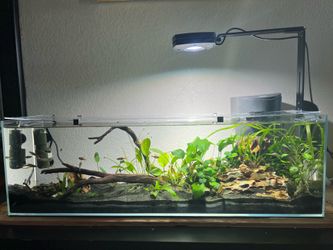 11 gallon bookshelf aquarium