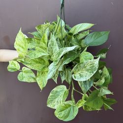 6” Marble Queen Pothos 