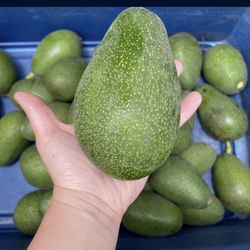 Avocados