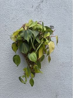 Plants