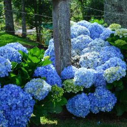 Blue Hydrangea