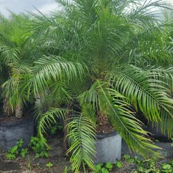 Spectacular Robollinis Palms About 6 Feet Tall!!! Fertilized 