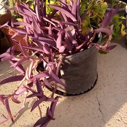 Large Purple Plant In A Pot $10