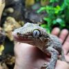 lou reptiles 