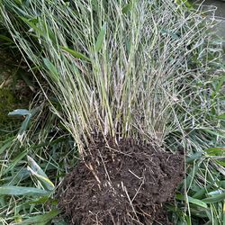 Free Clumping Bamboo