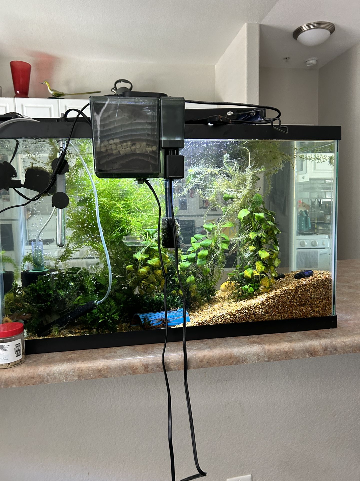 20 Gallon Regular With Black Lid,