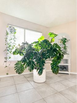 BIG Monstera 🌿 / XL Large House Plant Tree