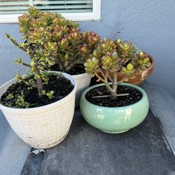 Plantas Suculentas 