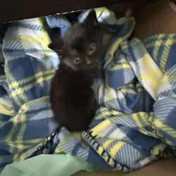 Kitten Plushie