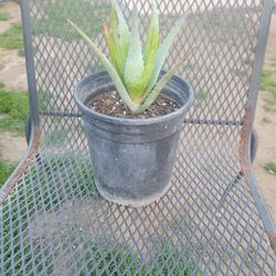 Small Aloe Plant