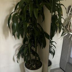 Dracaena Tree With Pot