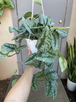 Scindapsus Pictus Exotica Silver Satin Pothos Trailing House Plant 6” Hanging Pot