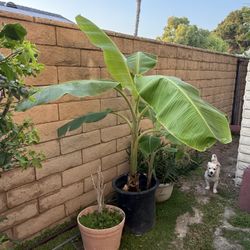 Banana Tree (2 in Pot)
