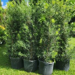 Spectacular Podocarpus Plants For Privacy!!! About 6 Feet Tall!! Fertilized 