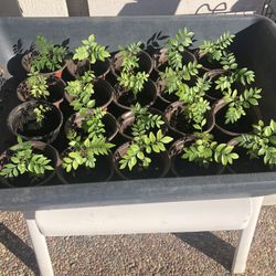 Curry Leaves Plants