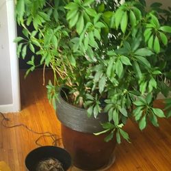 Huge Umbrella Plant 5 Feet Tall Very Heavy