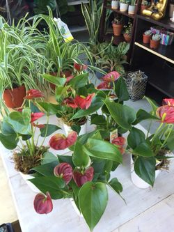 Real plant
