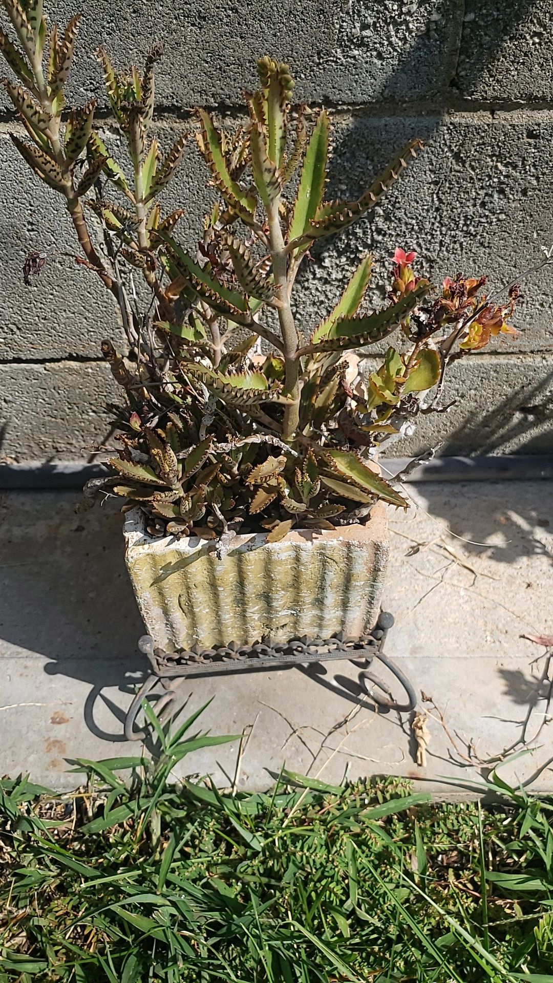 Planta y base