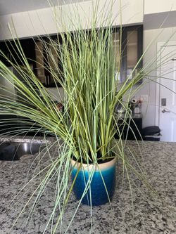 Plant