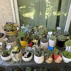 Many Beautiful Succulents 