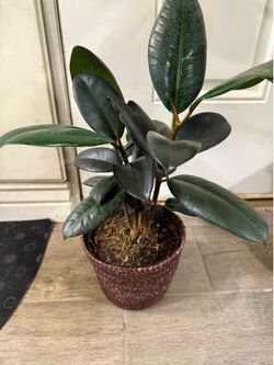 Ficus elastica (rubber plant) (includes free assorted cuttings)