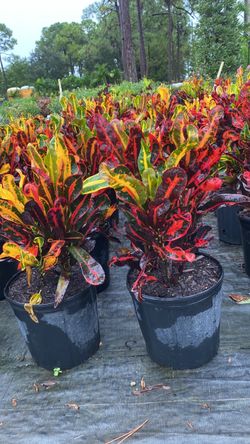 Croton Mammy - 3 Gallons