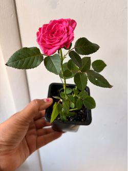 Mini rose plant