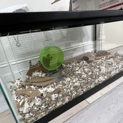 Pet Gerbils With Tank