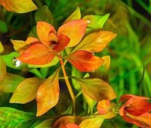 Ludwigia Repens