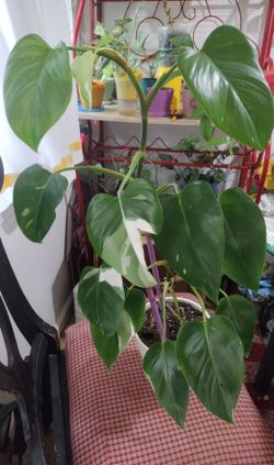 White philodendron