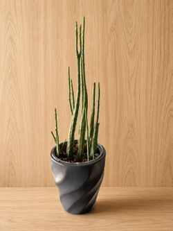 Pickle Plant