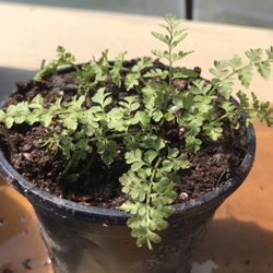 1 Cluster of Rabbit Ferns - Plant in Pot 