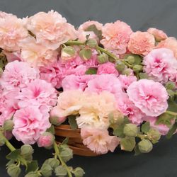 PomPom Hollyhocks Apricot-Peach Parfait / Varas De San Jose Pompone albaricoque y durazno