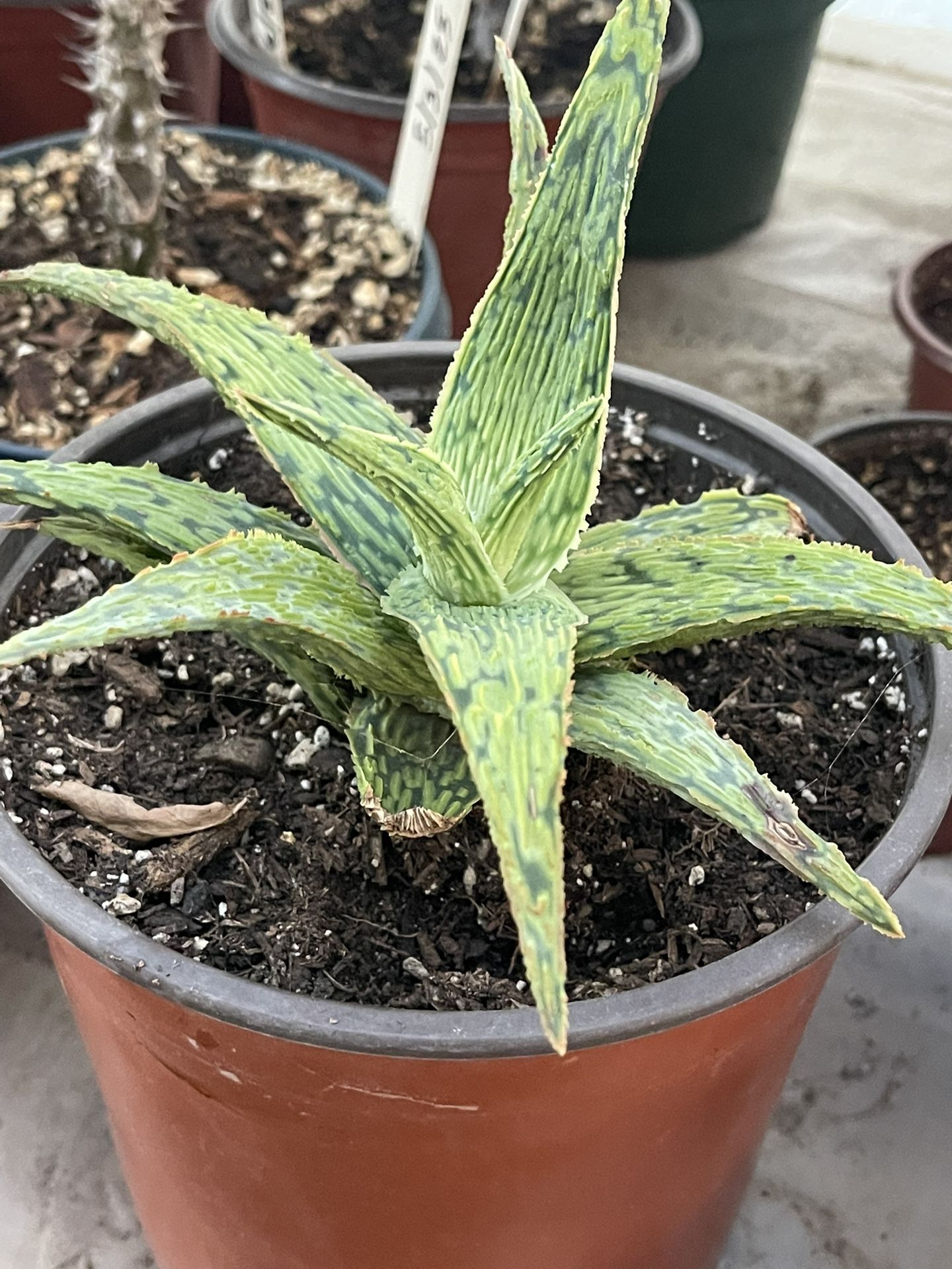 Aloe Dorotheae