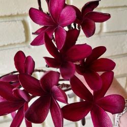 Hawaiian Deep Red Ulaula Plumeria (Frangipani) Plant Top 20" Cutting  "Mavina