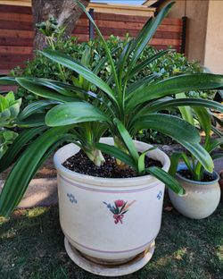 Large Clivia in large decorative pot