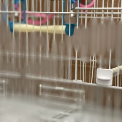 Bird Cage 