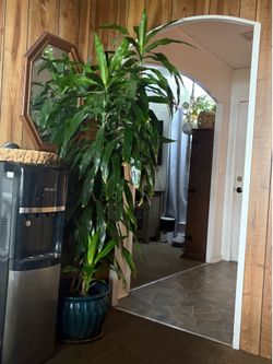 Extra Large Mature Draceana Plant