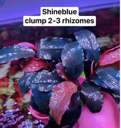 Rare And Common Aquarium And Terrarium Plants